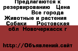 Предлагаются к резервированию › Цена ­ 16 000 - Все города Животные и растения » Собаки   . Ростовская обл.,Новочеркасск г.